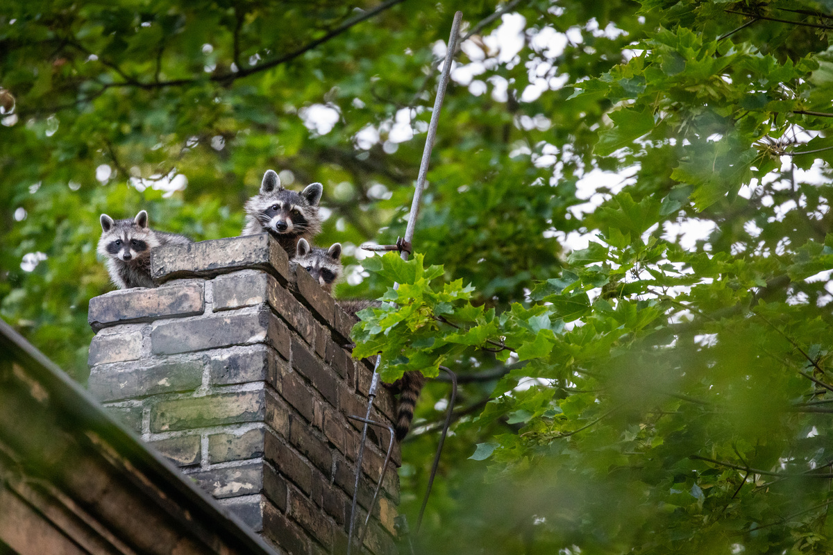 Raccoon Beavercreek Ohio